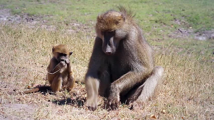 Chacma Baboon Mother And Baby Search For Food In Chobe National Park ...