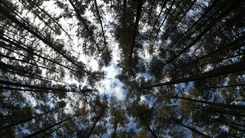 Trees Dancing In The Wind In The Forest Stock Footage Video 8446312 ...