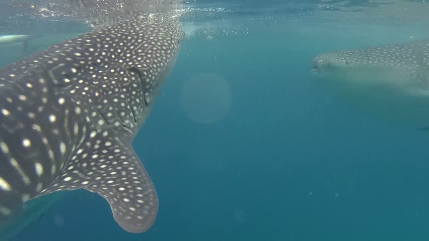 Whale Shark (Rhincodon Typus) Eating Krill Below The Water Surface ...