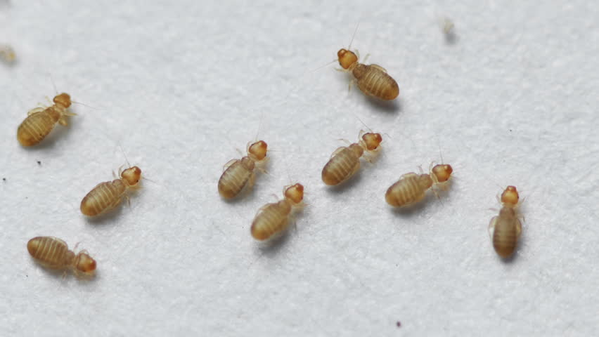 Florida: Nearly Invisible, Oblong-shaped BITING Bug. Slow-moving, does ...