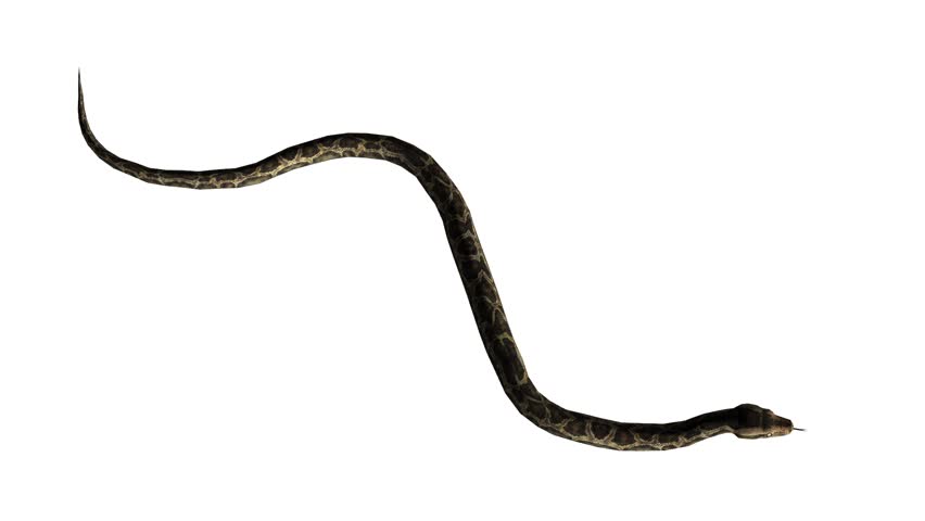 Snake & Jungle Carpet Python Crawling Swimming,sliding Decorative Non ...