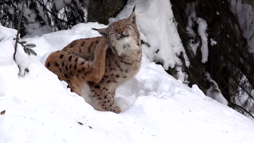 A Eurasian Lynx (Lynx Lynx) Eating A Prey And Watching Around Wary ...