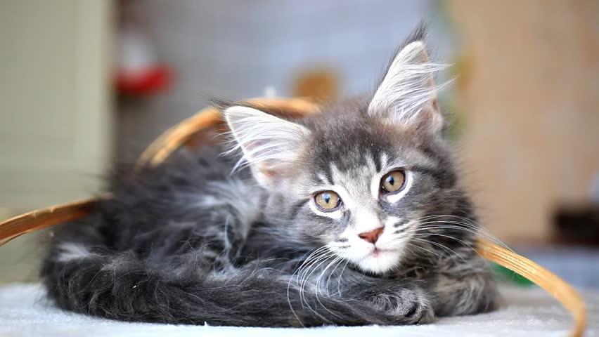 Blue Tabby Color Maine Coon Kitten. HD. 1920x1080 Stock Footage Video ...