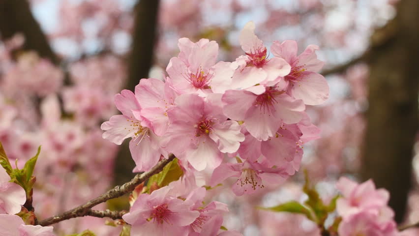 4K Time Lapse Of Cherry Blossom Tree -Zoom Out- Stock Footage Video ...