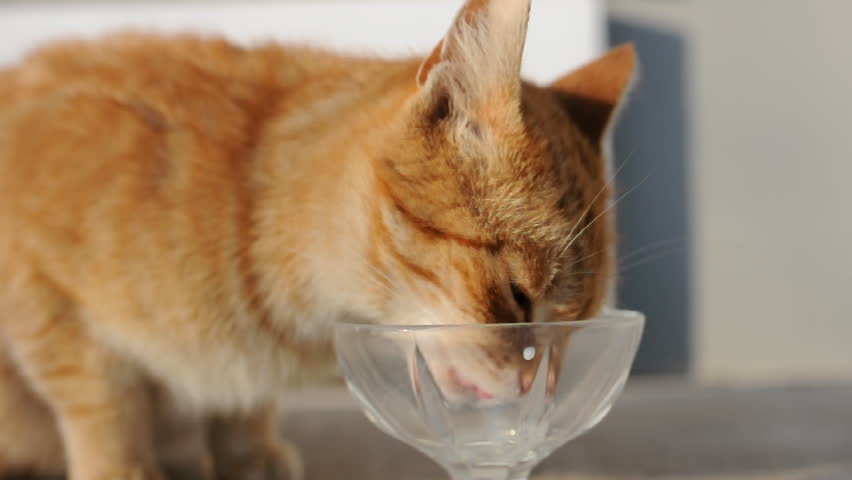 Hungry Ginger Cat Drinking Milk. Stock Footage Video 9315329 - Shutterstock