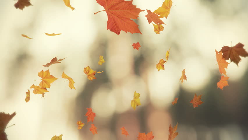 Falling Leaves Blowing In The Wind 03 - Looped And Masked Stock Footage ...