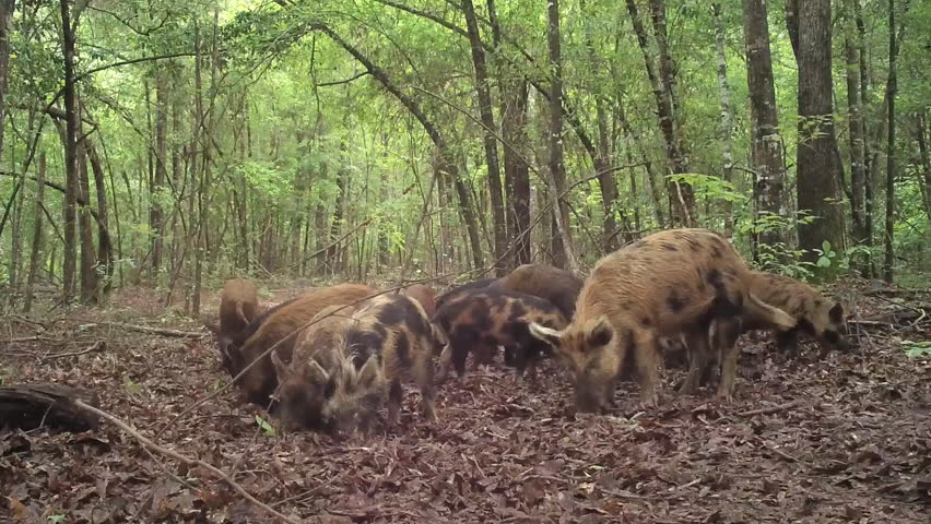 Wild Boar (Sus Scrofa) Or Wild Pigs Feeding In South Georgia Swamp ...