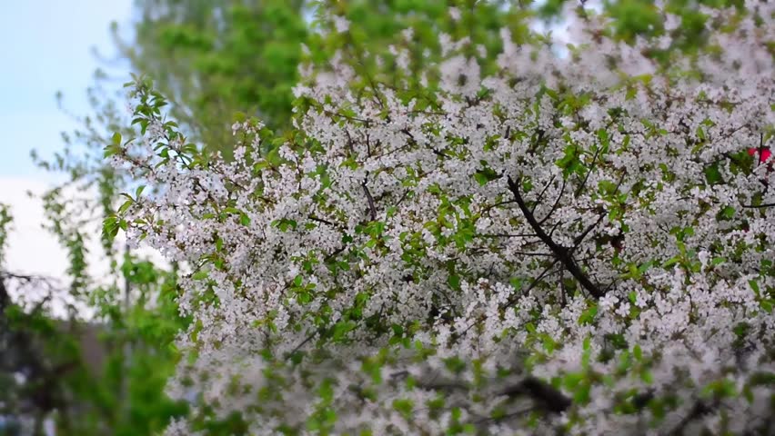 Cherry Blossom In The Rain Stock Footage Video 9826271 - Shutterstock